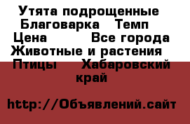Утята подрощенные “Благоварка“,“Темп“ › Цена ­ 100 - Все города Животные и растения » Птицы   . Хабаровский край
